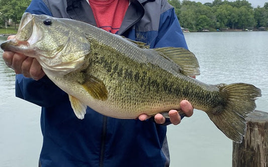 Swimbait Fishing Changes Every Year – Adjust Your Tactics for Bigger Catches
