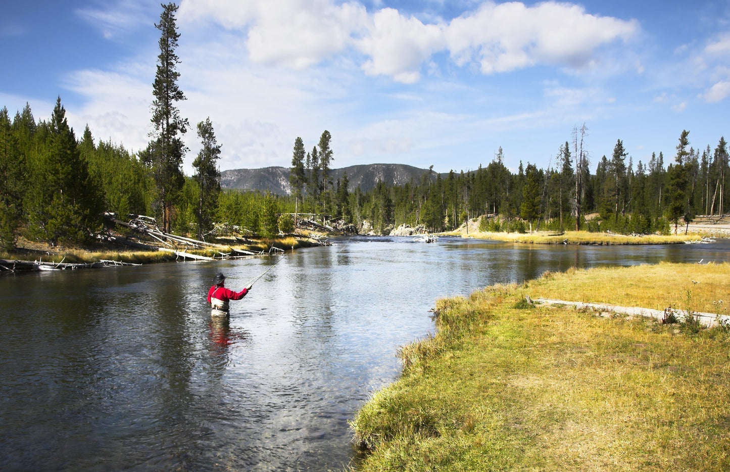 3 Pack Black Elk Hair Caddis Classic Trout Dry Flies Size 10