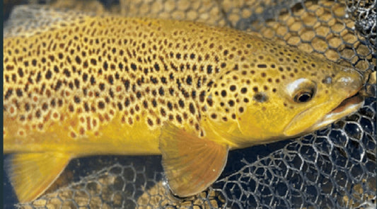 In the world of fishing nets, choosing the right option can make all the difference.